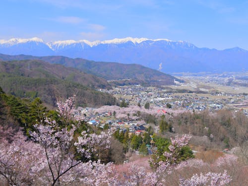 日本三大桜の名所の高遠城址公園、毎年たくさんの方が訪れます🌸