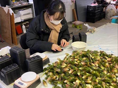 ミョウガの出荷作業。