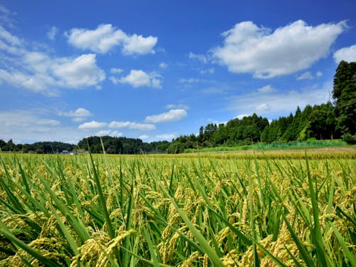 美しい田園風景