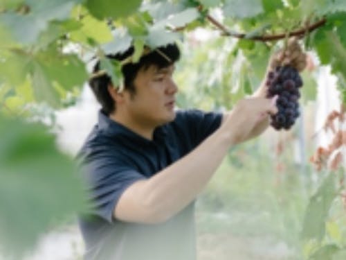 甲良町内の葡萄農家