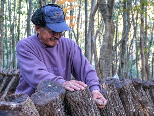 原木しいたけの収穫の様子