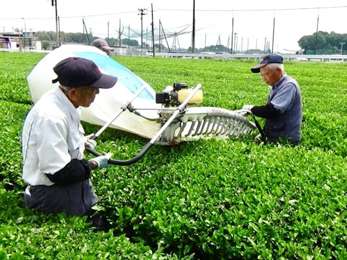 新茶の収穫