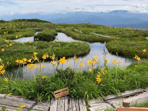 地元のシンボル白木峰とニッコウキスゲ