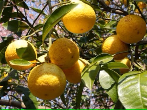 ゆずの産地として有名です