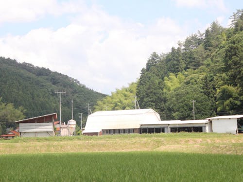 緑に囲まれた場所に位置する牛舎。