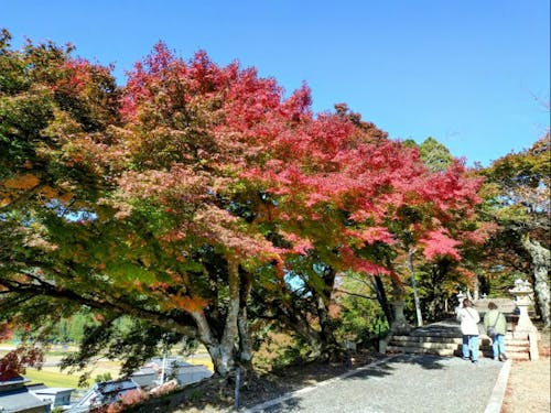 己高閣につづく参道