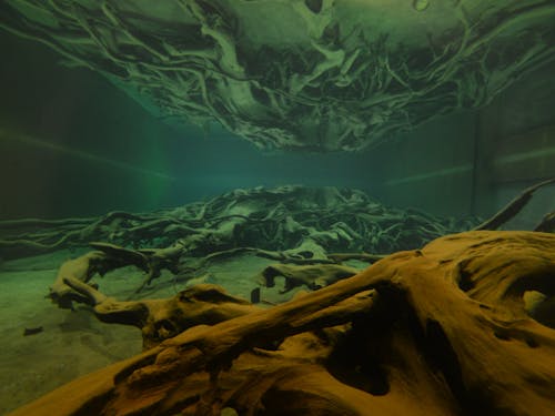 埋没林博物館で展示されている「埋没林」