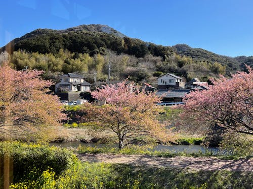 春の南伊豆 桜と菜の花が咲き乱れて感動モノです!