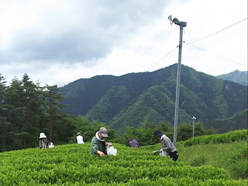 高原でお茶摘み