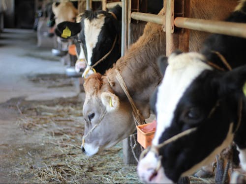 吉田牧場の牛たち。