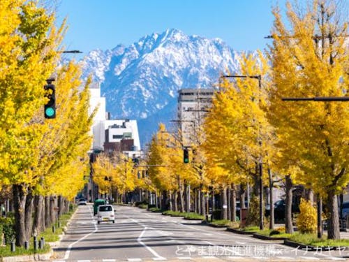富山市の銀杏並木
