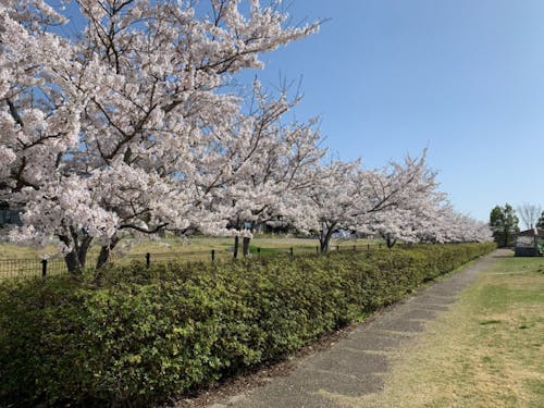 公園に植えられた桜並木の様子。春はピクニックやお花見が楽しめます。