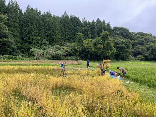 稲の手刈りの様子