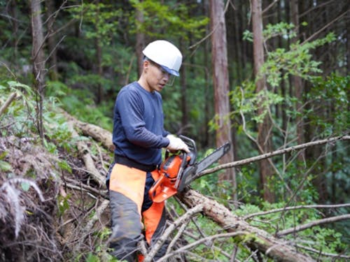 作業風景(木の伐採)