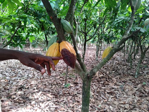 カカオ 木の寿命は40年