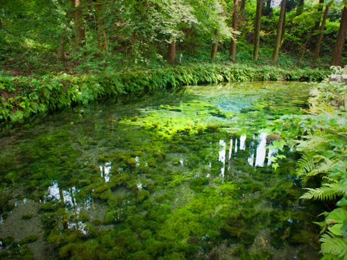 日本名水百選に選定された「白川水源」