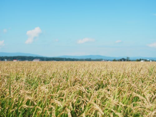 東神楽町の田園風景