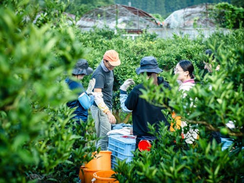 加茂谷すだちパーク。最先端農業と体験の新しいビジネスモデル