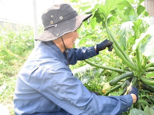 多品種の野菜栽培にチャレンジできます。