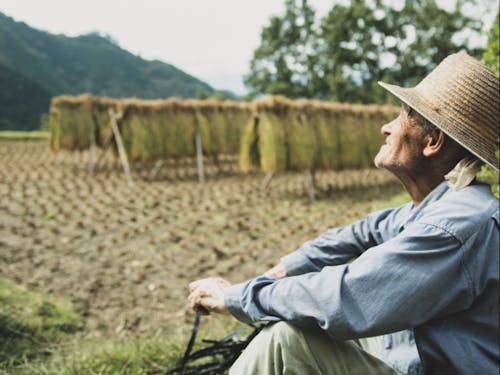 棚田の刈り取り後