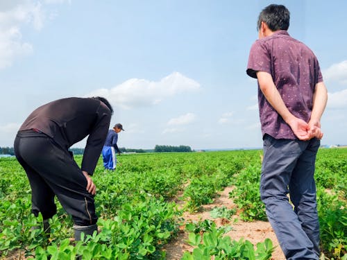求人を出している農家さんの畑を見学。