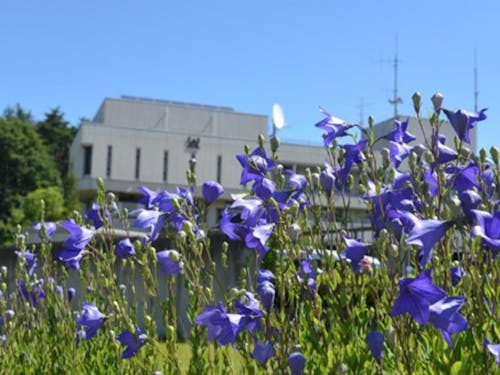 庁舎前には村花の“キキョウ”が美しく咲き誇ります!