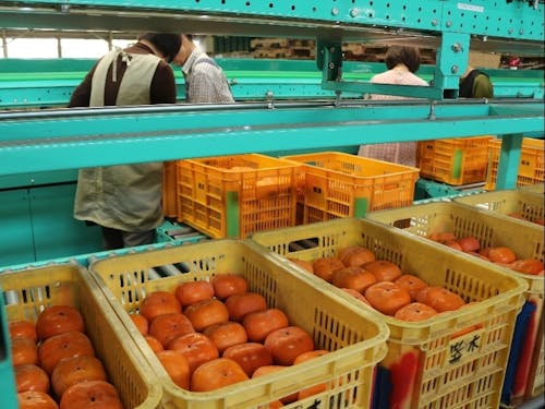 ☆前川次郎柿の出荷風景☆
