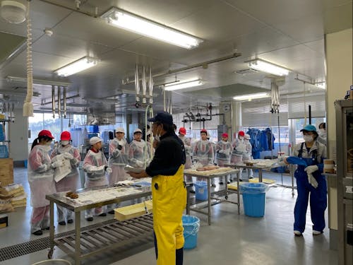 小学生との新巻鮭づくりの様子