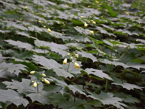 絶滅危惧種「キレンゲショウマ」の群生地