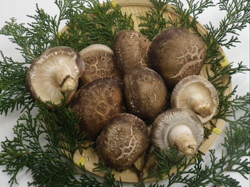 野迫川村特産品のしいたけ