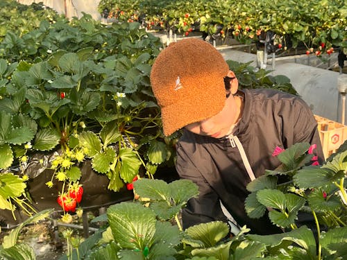 収穫の最盛期を迎えた鈴木いちご農園