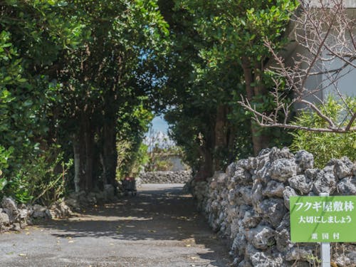 観光名所1 ★フクギ並木★