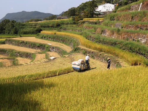 棚田での稲刈り 体力勝負です