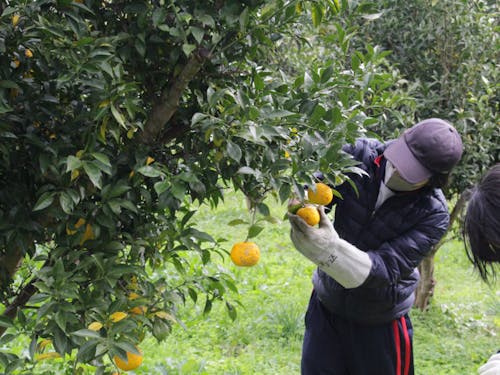 ゆず収穫