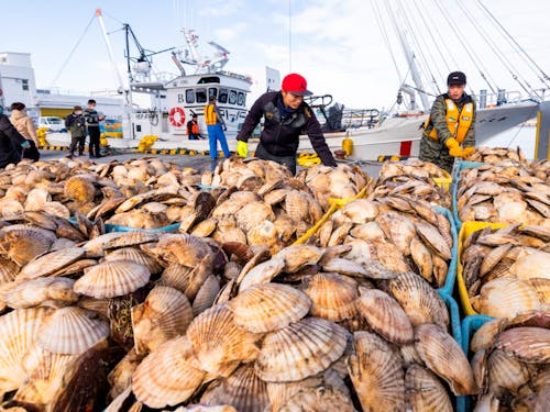 沿岸部の漁業でも、ホタテ、秋鮭、ホッキ、アサリなど、年間2万2千トンの水揚げを誇ります。