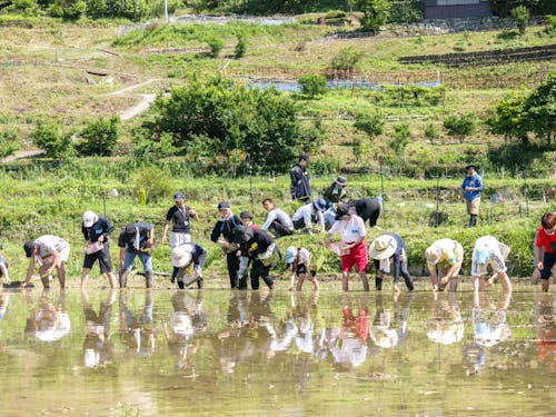 田植えには２日で総勢150名が参加しました。