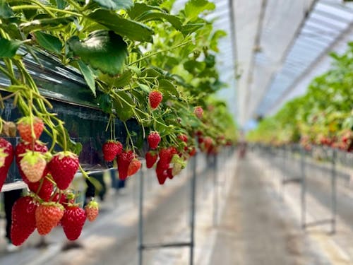 赤い実がたくさん、ハウス内は甘くていい香り🍓