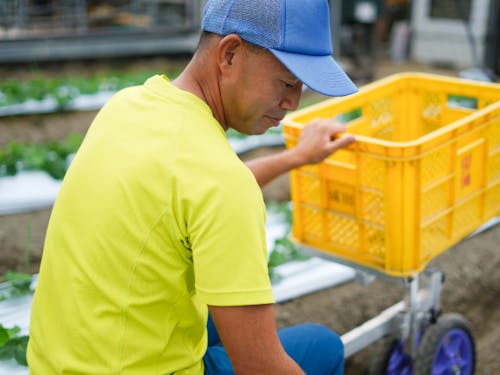 作業風景(いちごの葉のお手入れ)