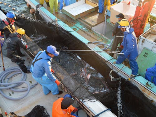 定置網漁の様子