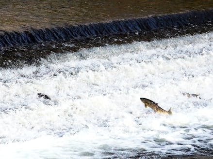 【のどかな風景】市街地を流れる川に、毎年鮭が遡上します