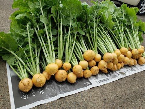 無農薬栽培のカブ