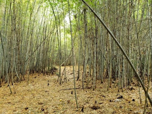 癒しの空間竹林（たけのこがちらほら）