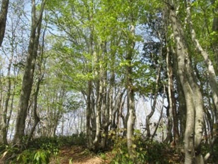 鉢伏山のブナ林