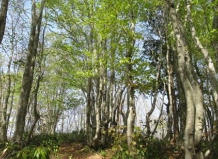 鉢伏山のブナ林