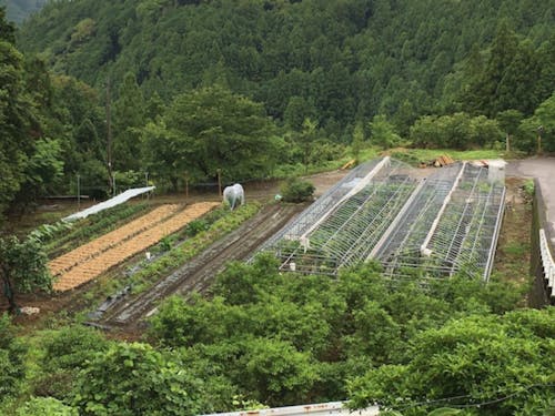 約1反の畑の全景