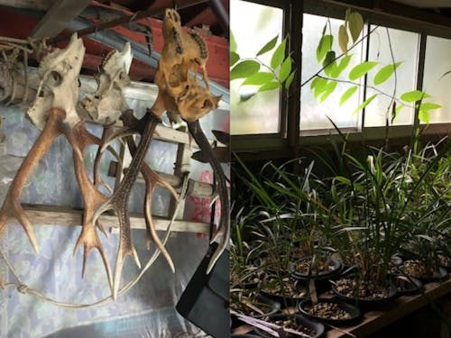 鹿と寒蘭(かんらん)