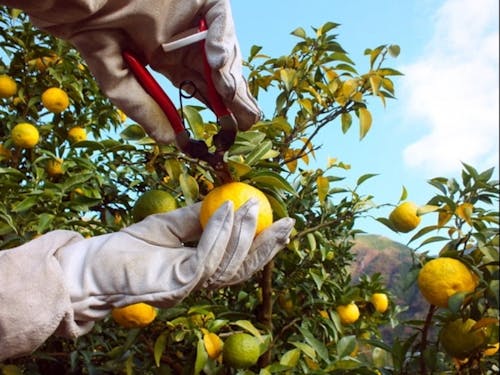 ユズの産地です