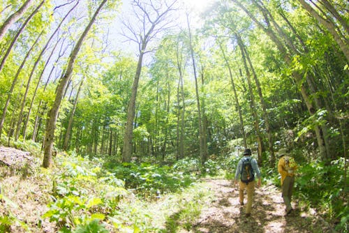 季節の森歩きプログラムの様子。森に興味はあるけれど1人では不安、という方が気軽に参加でき、好評です。