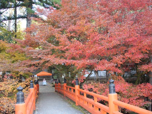 養父神社の紅葉。多くの観光客やカメラマンでにぎわいます。