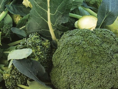 採れたて新鮮ブロッコリー！